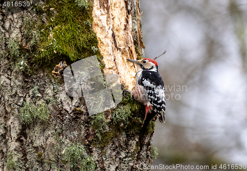 Image of Wwhite-backed woodpecker (Dendrocopos leucotos) in fall