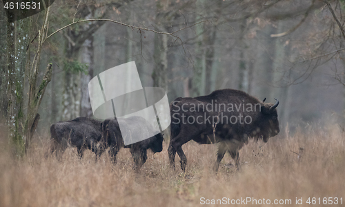 Image of European bison(Bison bonasus) herd