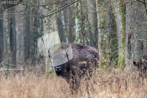 Image of European Bison(Bison bonasus) female