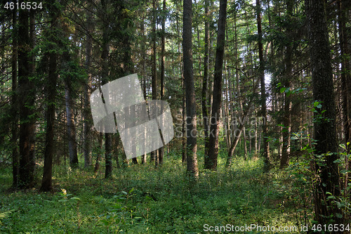 Image of Frash Alder tree mixed forest in summer