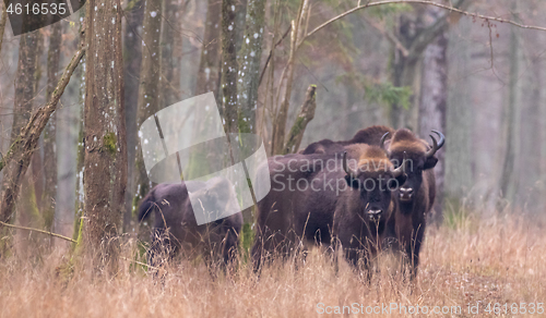 Image of European bison(Bison bonasus) herd