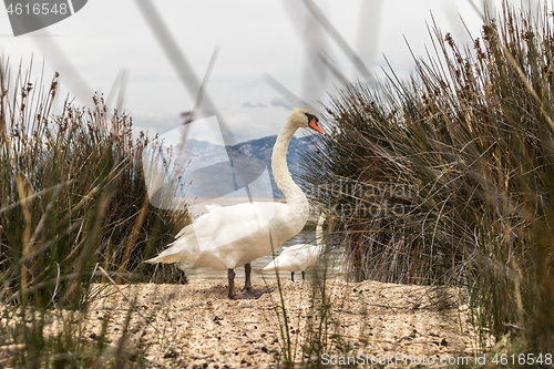 Image of Whooper swan in natural habitat. Swans are birds of the family Anatidae within the genus Cygnus