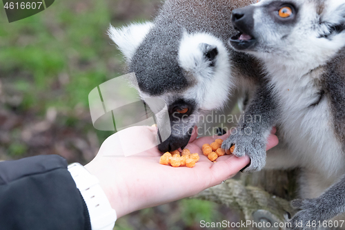 Image of Ring-tailed Lemur eating