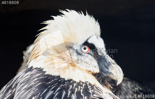 Image of Close-up of a large eagle