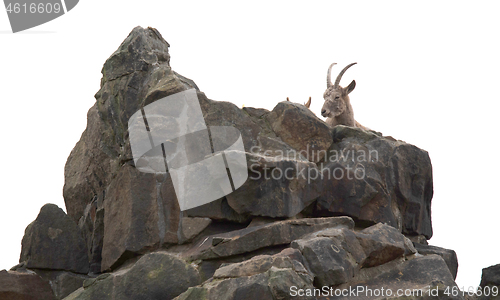 Image of Capricorn resting on the rocks