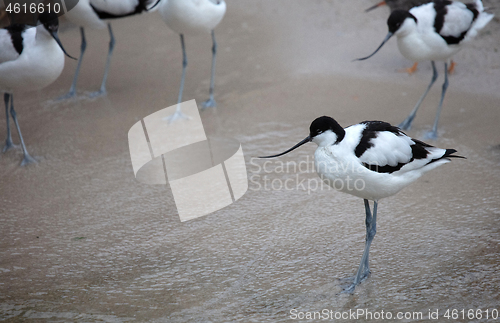 Image of Wader: black and white Pied avocet on the beach