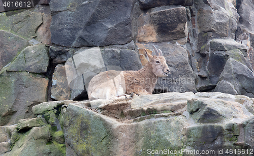 Image of Capricorn resting on the rocks