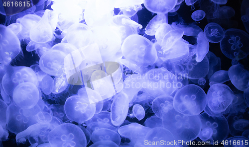 Image of Image of many jellyfish in an aquarium