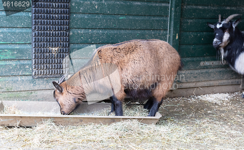 Image of Old goat eating hay