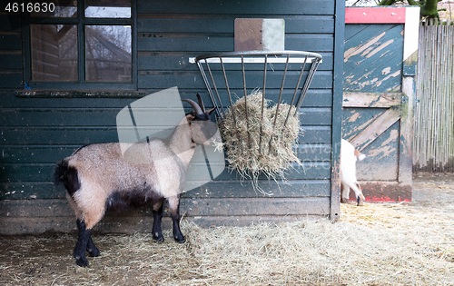 Image of Old goat eating hay