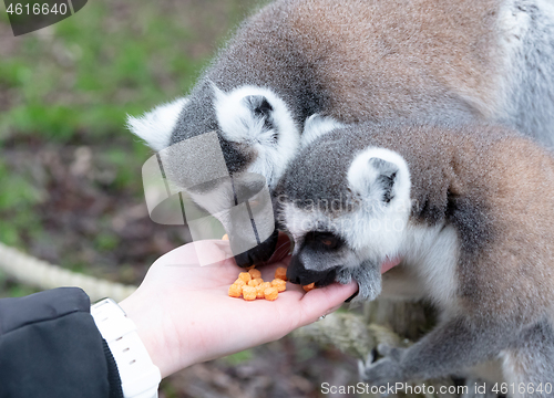 Image of Ring-tailed Lemur eating