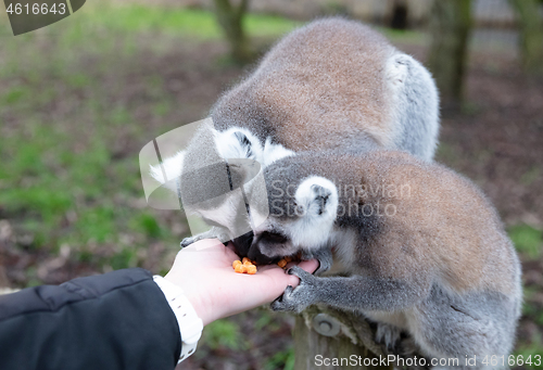 Image of Ring-tailed Lemur eating