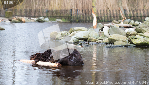 Image of Portrait of a big beavers