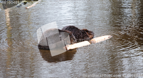 Image of Portrait of a big beavers