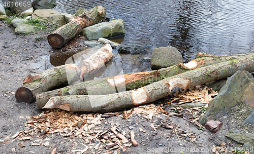 Image of Beaver bite marks on tree trunk