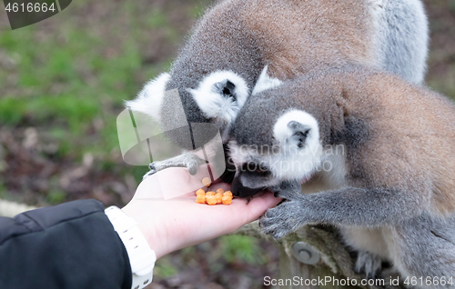 Image of Ring-tailed Lemur eating
