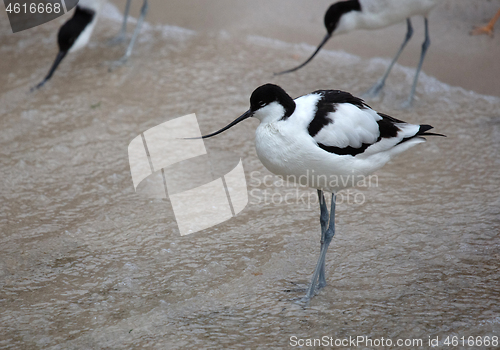 Image of Wader: black and white Pied avocet on the beach
