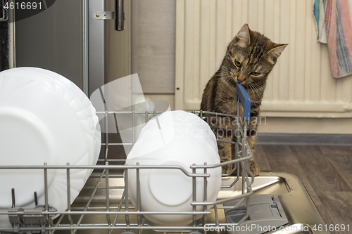 Image of Kitten in housework monitors clean dishes in dishwasher in the kitchen