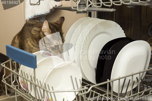 Image of Cat in housework monitors clean dishes in dishwasher in the kitchen