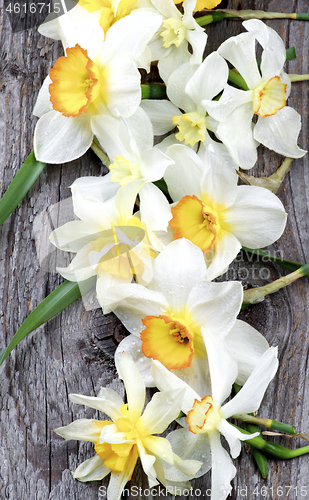 Image of Spring White Daffodils