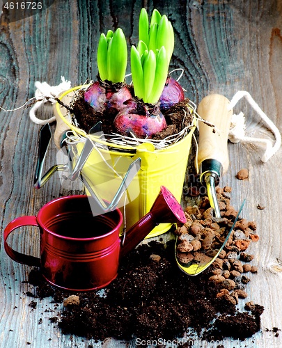 Image of Planting Hyacinth Bulbs