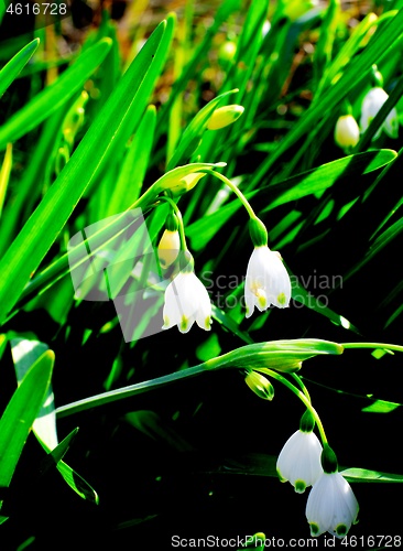 Image of Summer Snowflake Flowers