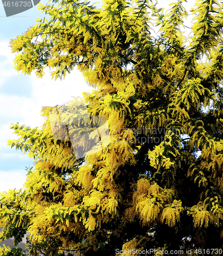 Image of Flowering Yellow Mimosa