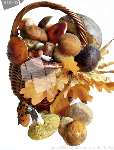 Image of Basket with Forest Mushrooms