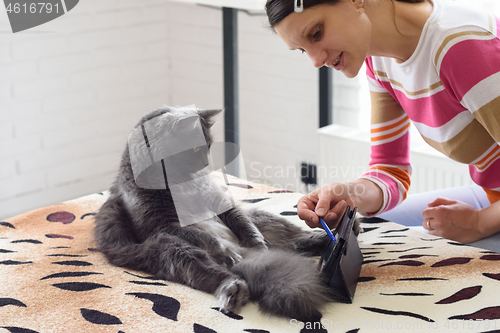 Image of The girl put a tablet computer in front of the cat and is trying to teach him