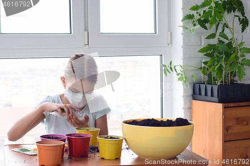 Image of Girl in self-isolation at home planting seeds in pots