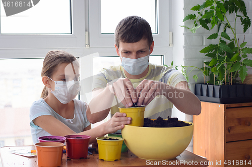 Image of Dad and quarantined girl in medical masks pour earth into pots