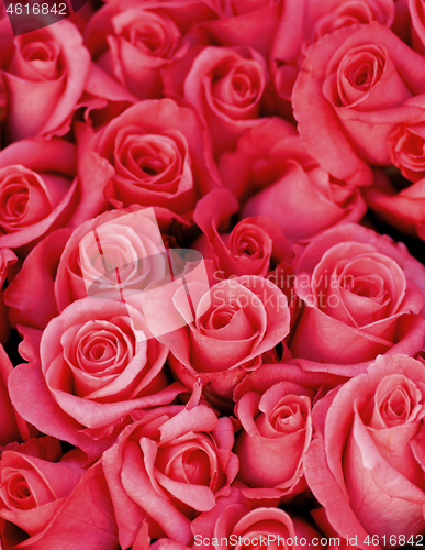 Image of Background of Magenta Roses