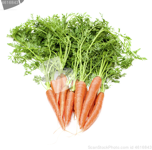 Image of Bunch of Organic Carrots with Stems 