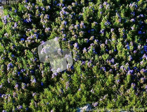 Image of Background of Blooming Rosemary