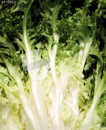 Image of Background of Curly Endives Leafs 
