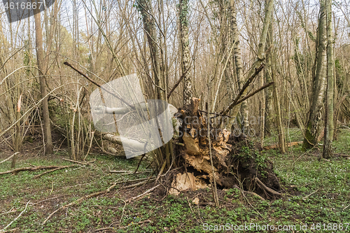 Image of Wind fallen tree in a deciduous forest