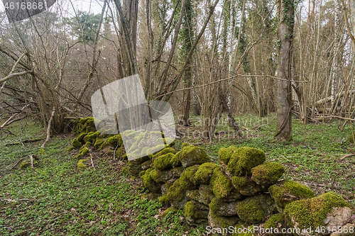 Image of Moss covered old dry stone wall