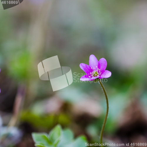 Image of Single blossom Hepatica flower