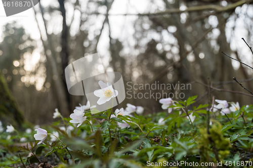 Image of Wood Anemones in a forest ground