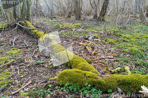 Image of Mossgrown old dead tree