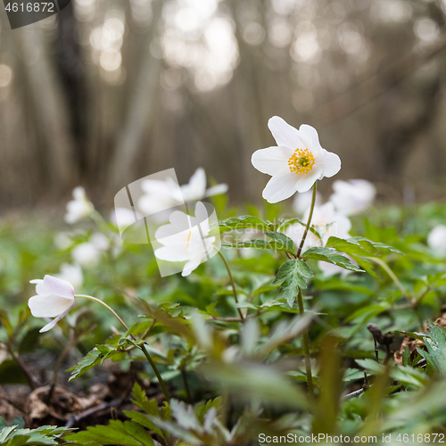 Image of Wood Anemone close up