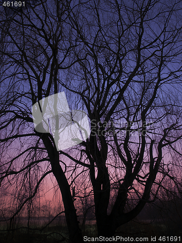 Image of Trees In The Sunrise
