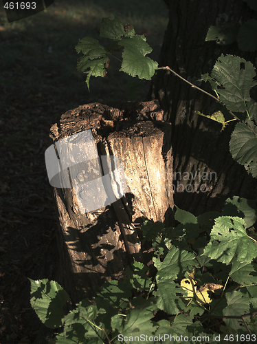 Image of Stump