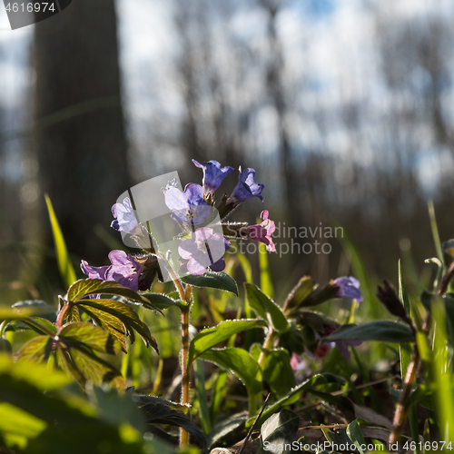 Image of Backlit Lungwort flower closeup
