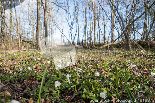 Image of Wood anemones in a low angle image