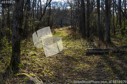 Image of Sunlit footpath in a forest nature reserve