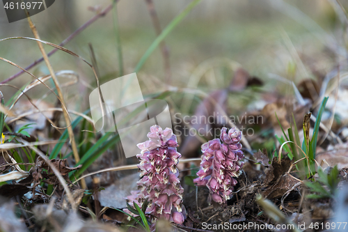 Image of Toothwort flowers in a low angle image