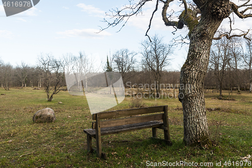 Image of Wooden bench by a tree trunk