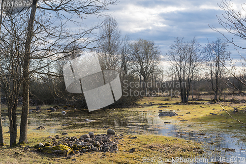 Image of Springtime by a sunlit wetland