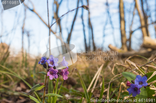 Image of Beautiful Lungwort flowers closeup